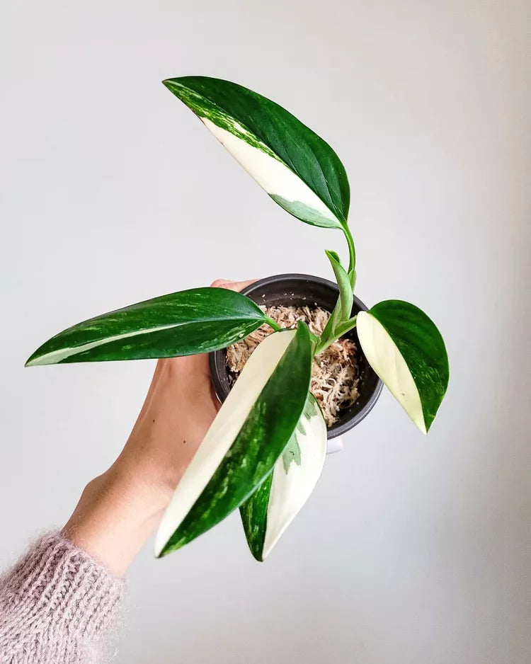 Monstera standleyana ‘Albo Variegata’ (Variegated Cobra Monstera)
