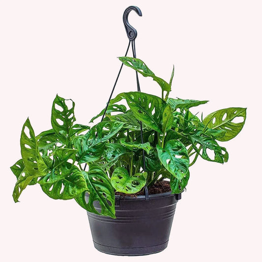 Monstera adansonii (Hanging Baskets / Monstera)
