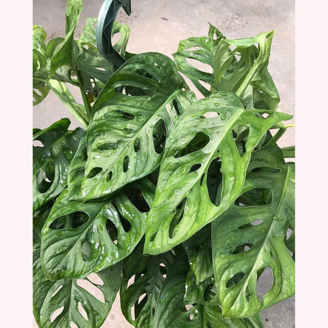 Monstera adansonii (Hanging Baskets / Monstera)