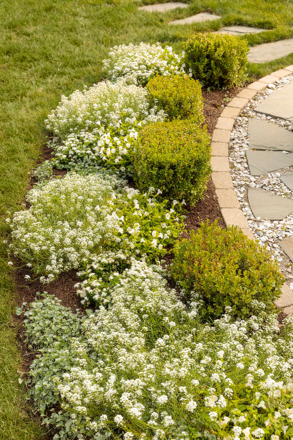 Lobularia Maritima ‘Snow Princess’ (Snow Princess Sweet Alyssum)