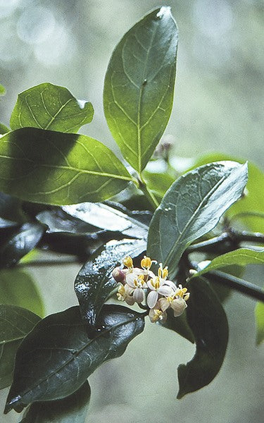 Morinda jasminoides (Jasmine Morinda / Native Jasmine)