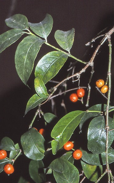Morinda jasminoides (Jasmine Morinda / Native Jasmine)