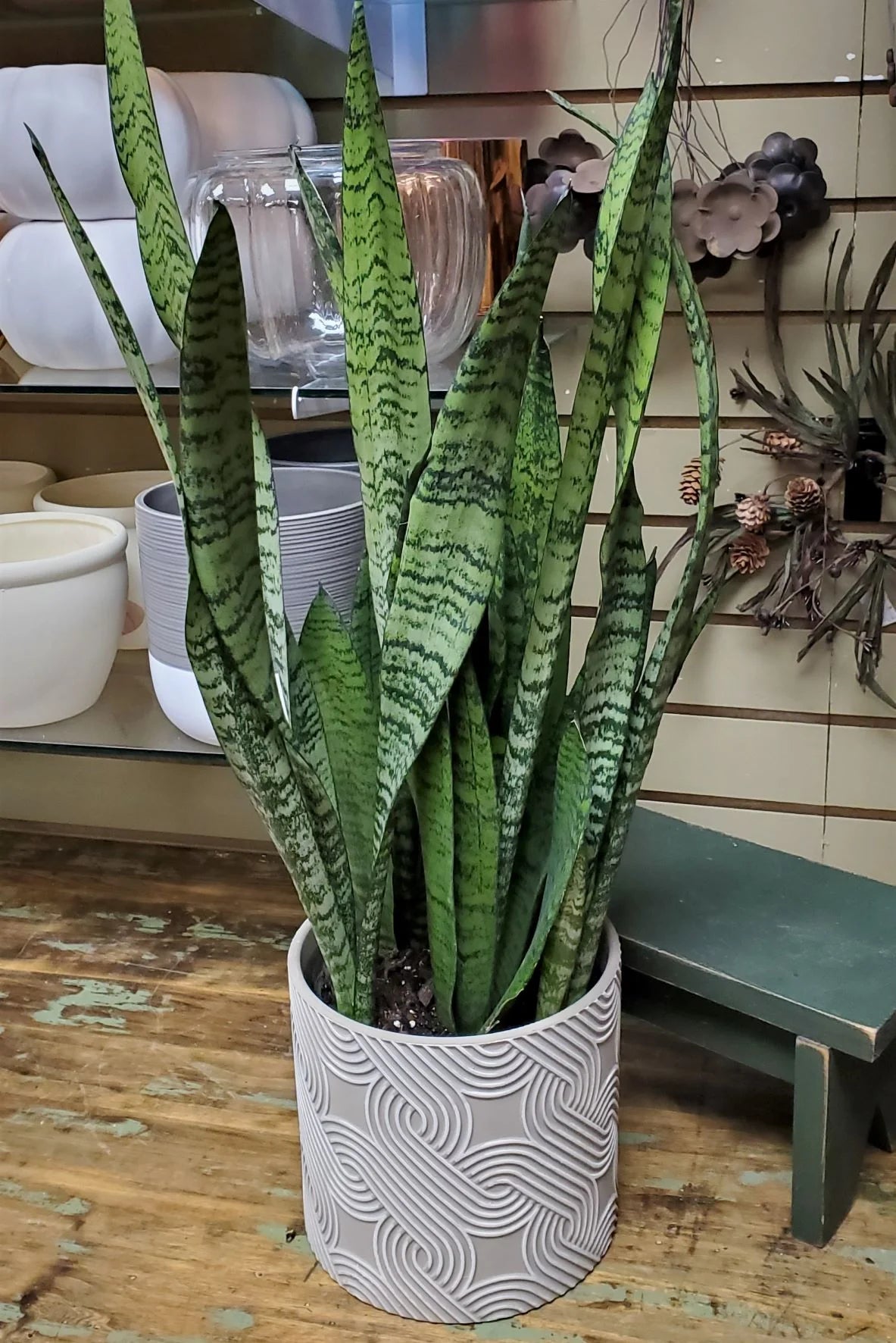 Sansevieria Trifasciata (Snake Plant, Mother-in-Law's Tongue)