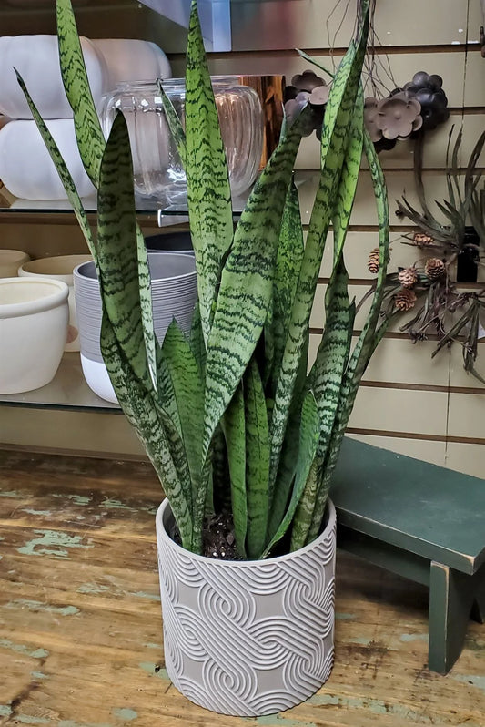Sansevieria Trifasciata (Snake Plant, Mother-in-Law's Tongue)