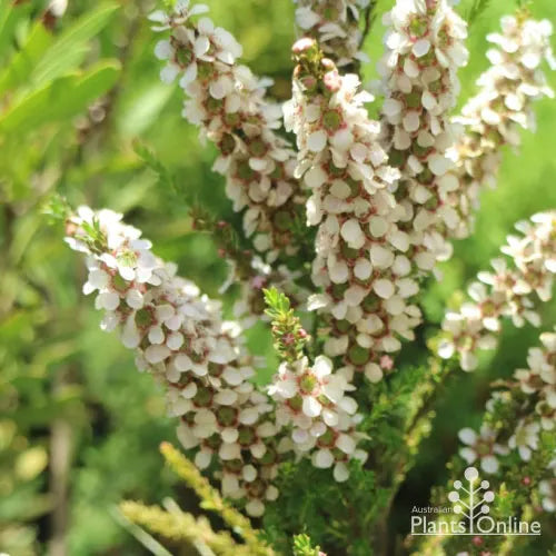 Leptospermum Liversidgei ‘Mozzie Blocker’ (Mozzie Blocker Tea Tree)