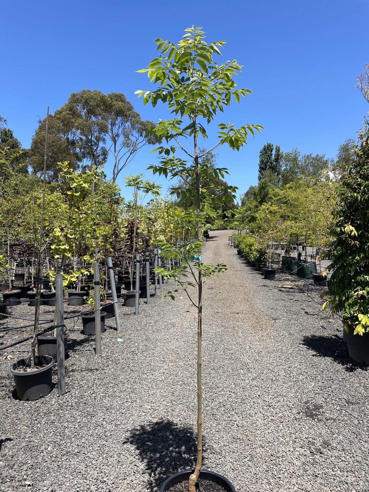Fraxinus Pennsylvanica ‘Urbdell’ (Urbanite Ash)
