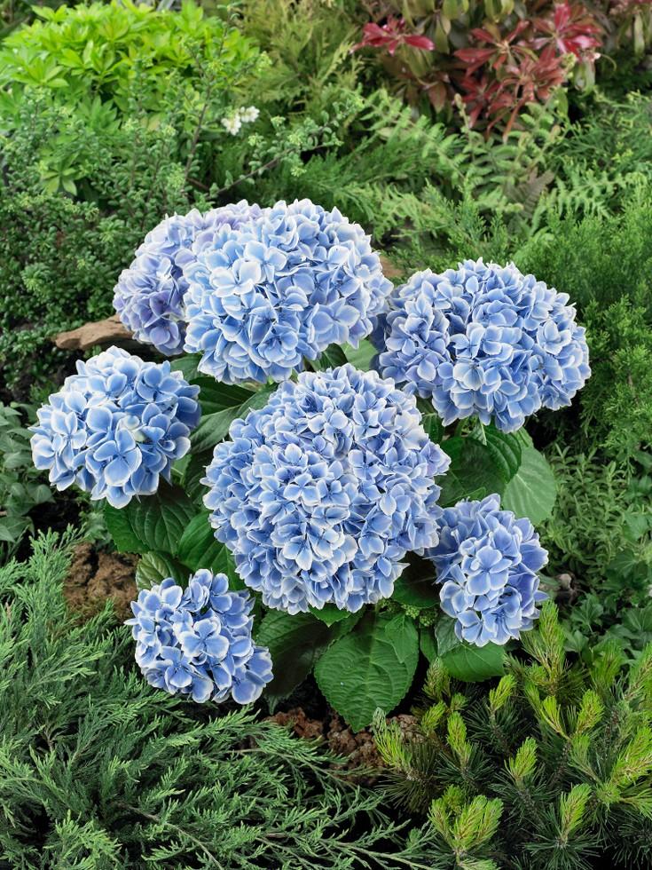 Hydrangea Macrophylla 'Blue' (Blue Hydrangea)