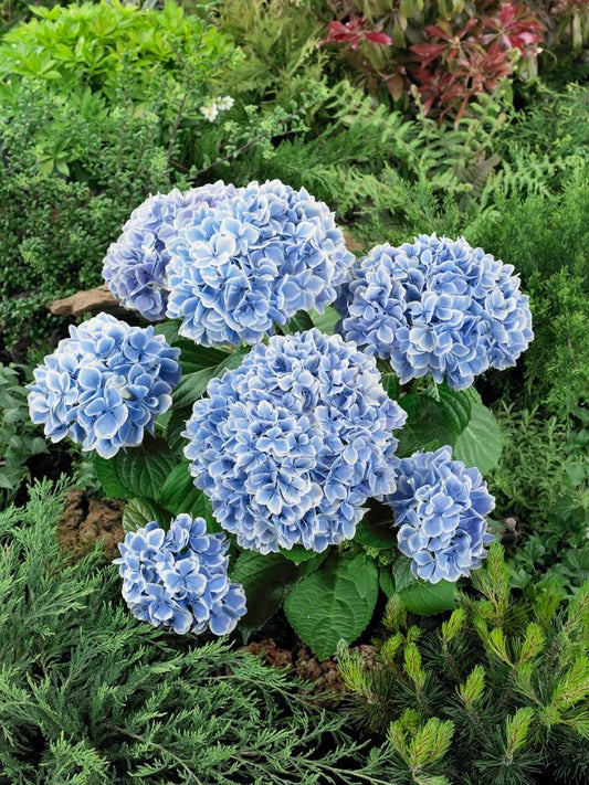 Hydrangea Macrophylla 'Blue' (Blue Hydrangea)