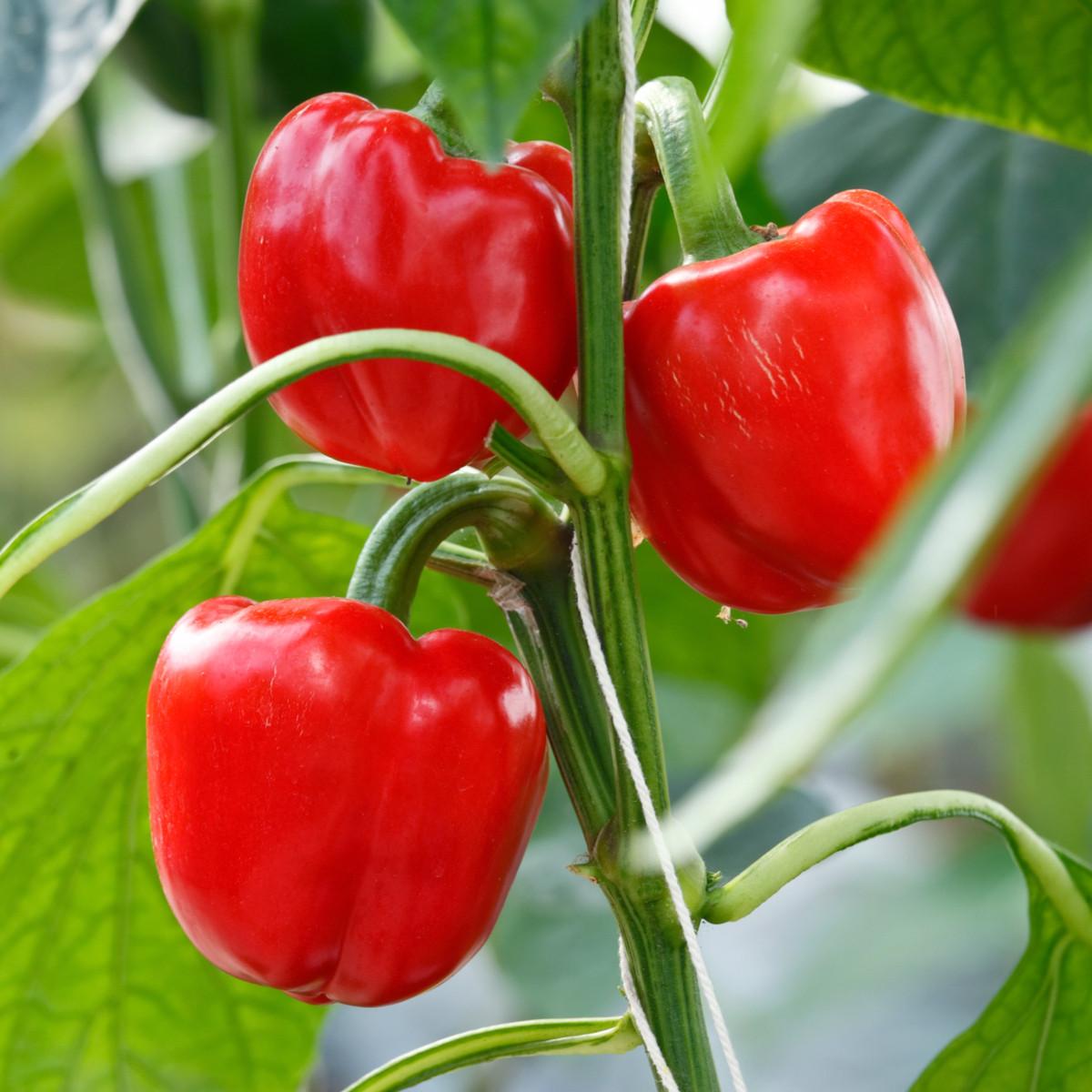 Capsicum annuum 'Snack Red' (Snack Red Capsicum)