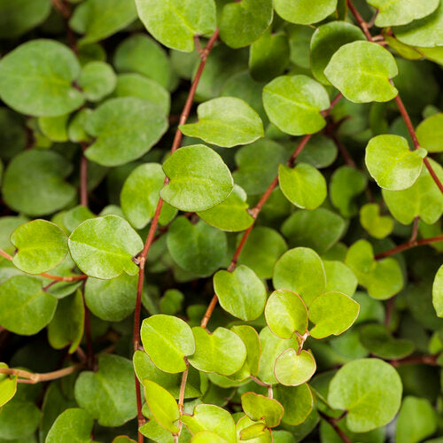 Muehlenbeckia Complexa (Creeping Wire Vine)