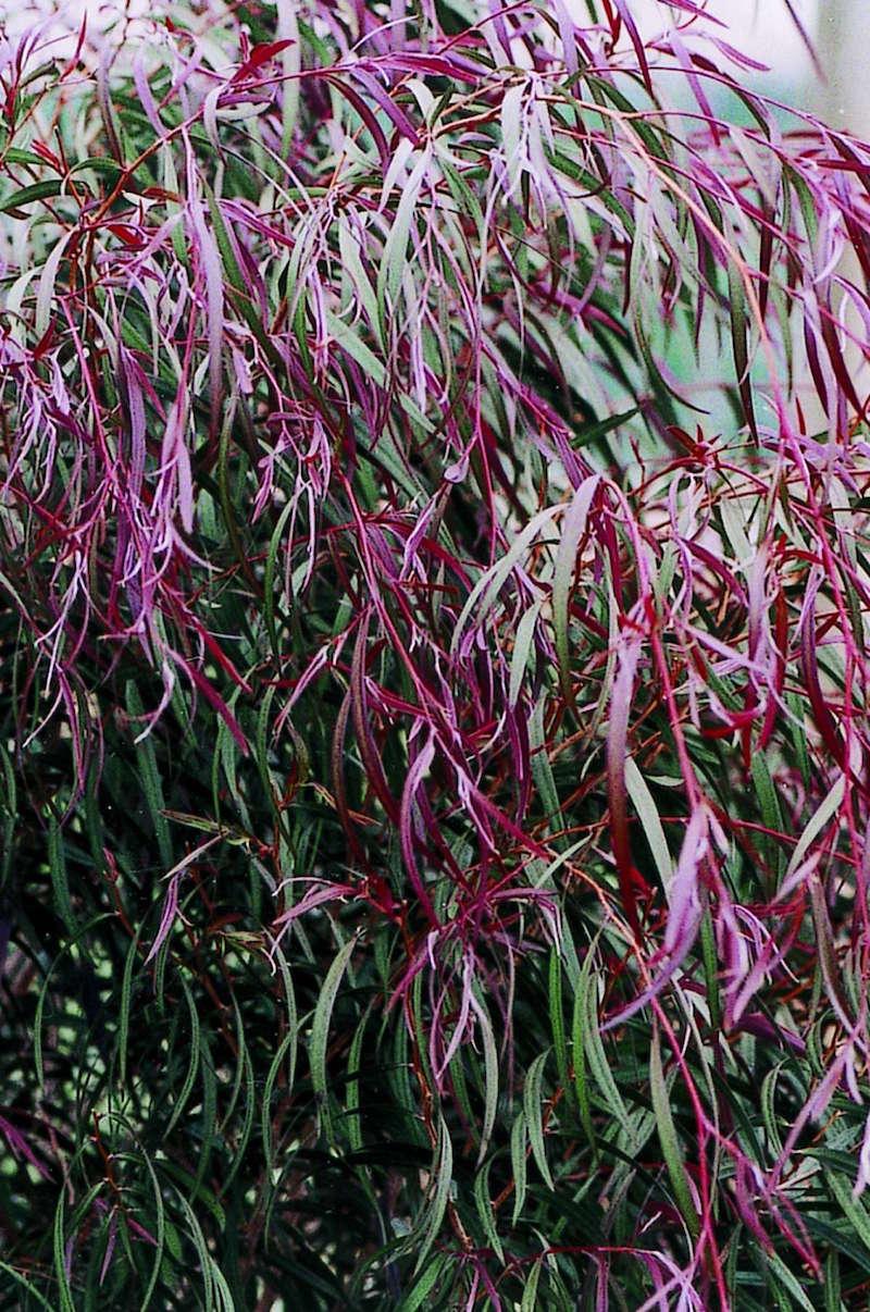 Agonis Flexuosa ‘Burgundy’ (Burgundy Weeping Peppermint)