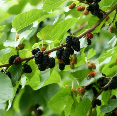 Morus Majestic Dwarf (Mulberry - Majestic Dwarf)