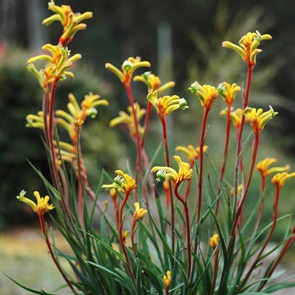Anigozanthos ‘Bush Tenacity’ (Kangaroo Paw)