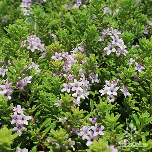 Myoporum Parvifolium 'Broad Leaf Pink' (Broad Leaf Pink Creeping Boobialla)