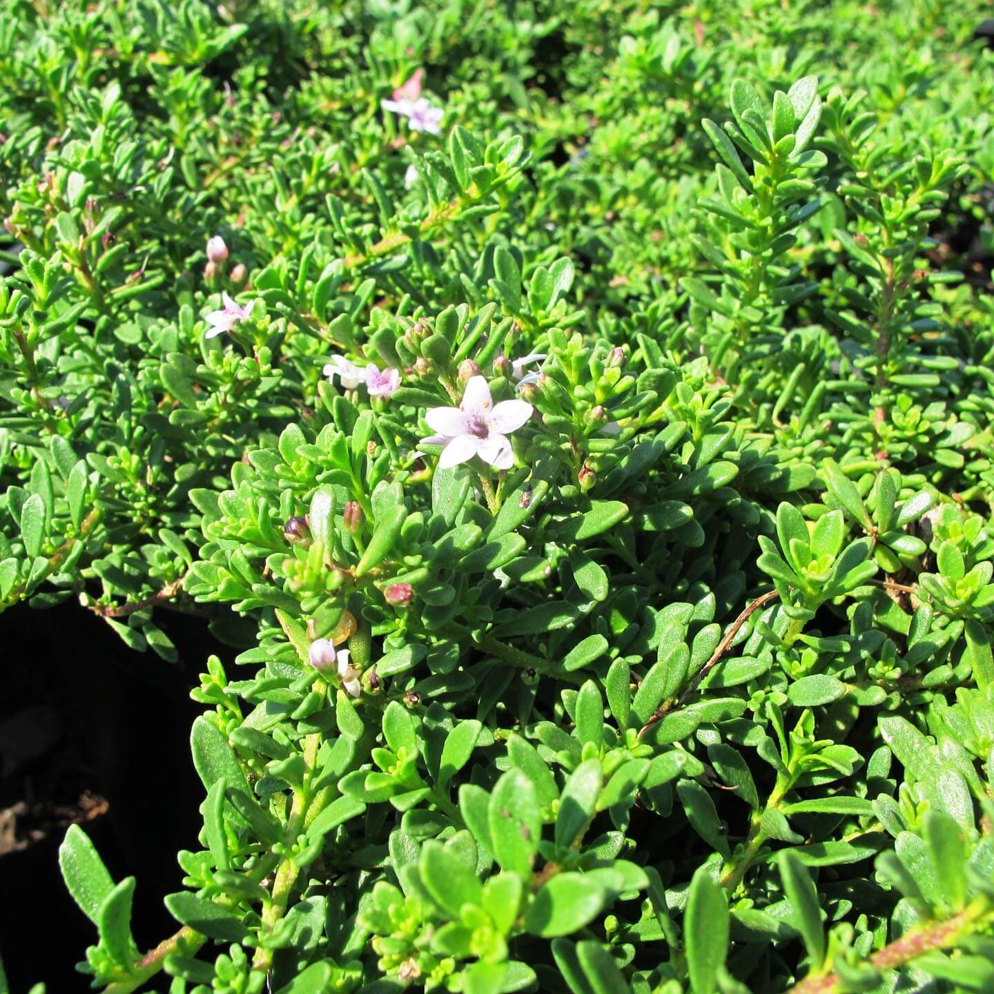 Myoporum Parvifolium 'Pink'