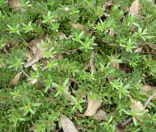 Myoporum Parvifolium Purpurea