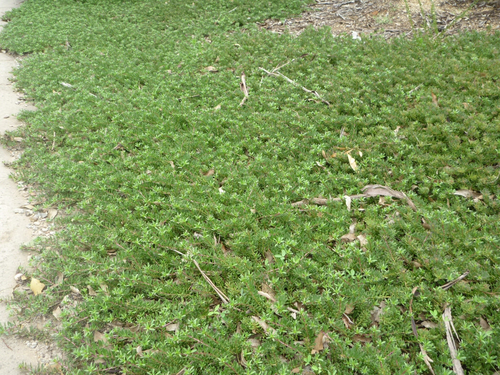 Myoporum Parvifolium Purpurea