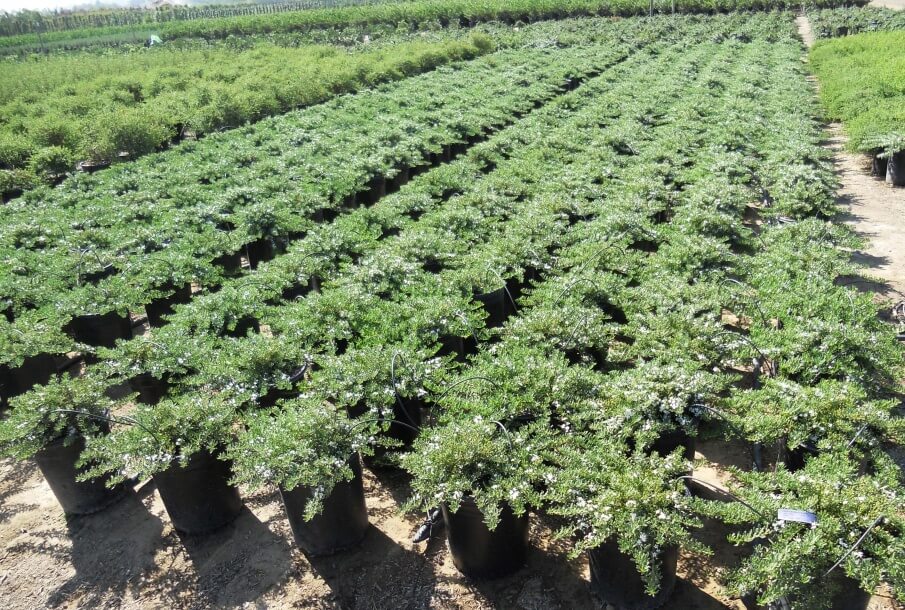 Myoporum Parvifolium 'White'