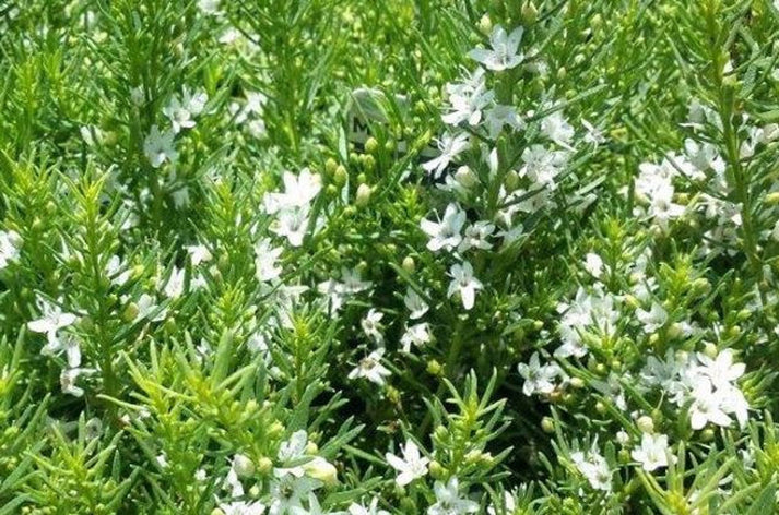 Myoporum Parvifolium White – Evergreen Groundcover for Drought ...