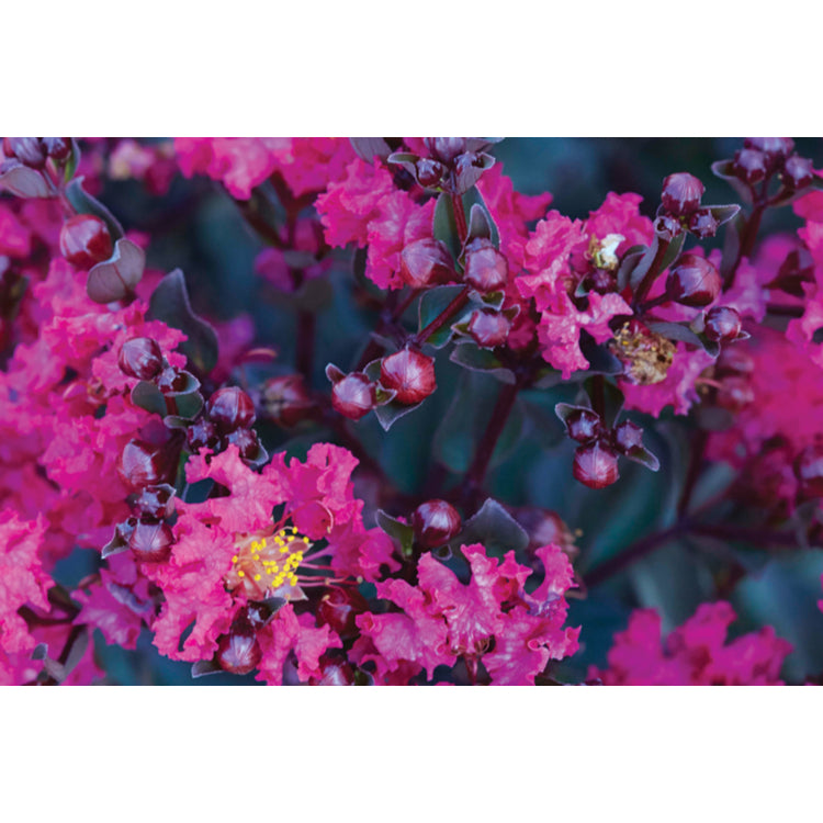 Lagerstroemia ‘Diamonds in the Dark® Mystic Magenta’ – Crepe Myrtle