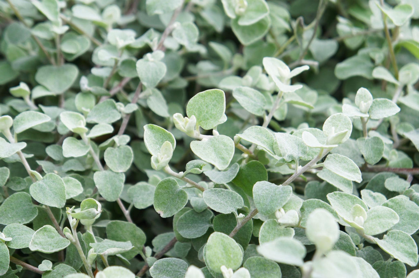 Helichrysum Petiolare ‘Silver Lining’ (Licorice Plant)