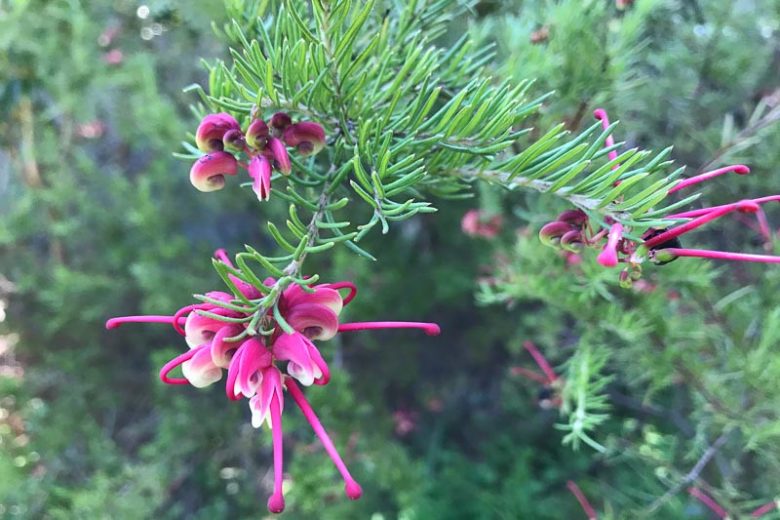 Grevillea rosmarinifolia ‘Nana’