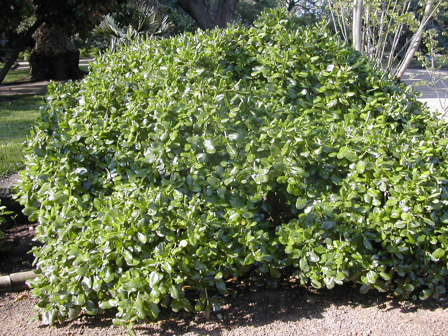 Coprosma Repens (Mirror Bush)
