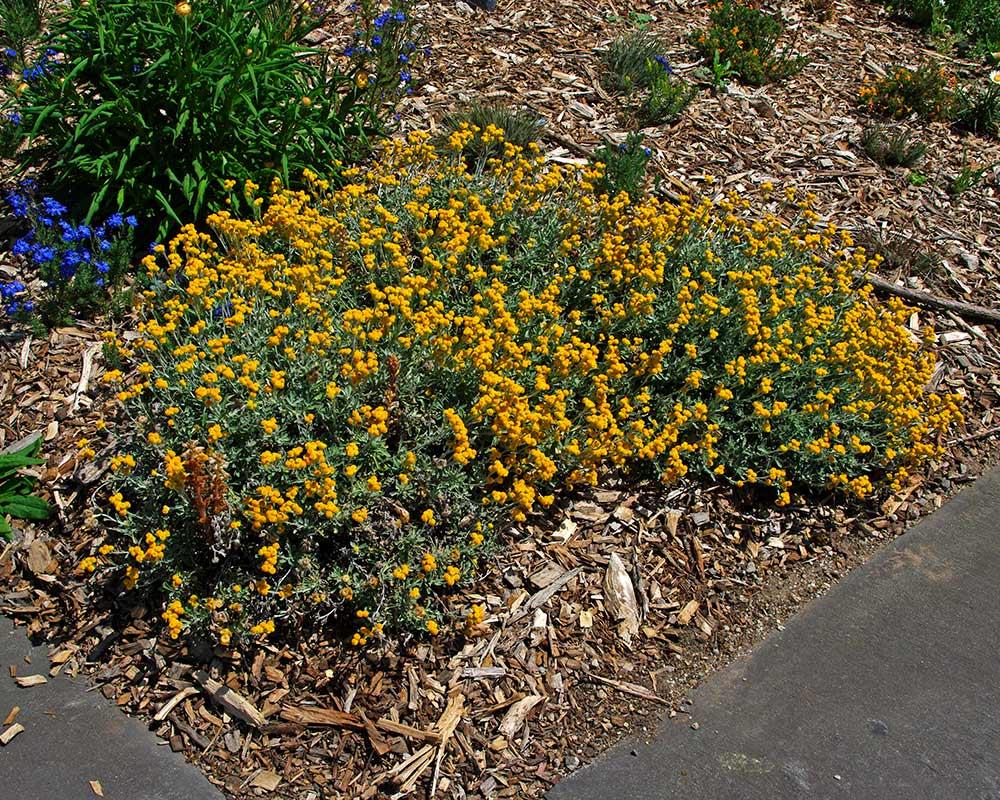 Chrysocephalum Apiculatum (Yellow Buttons)