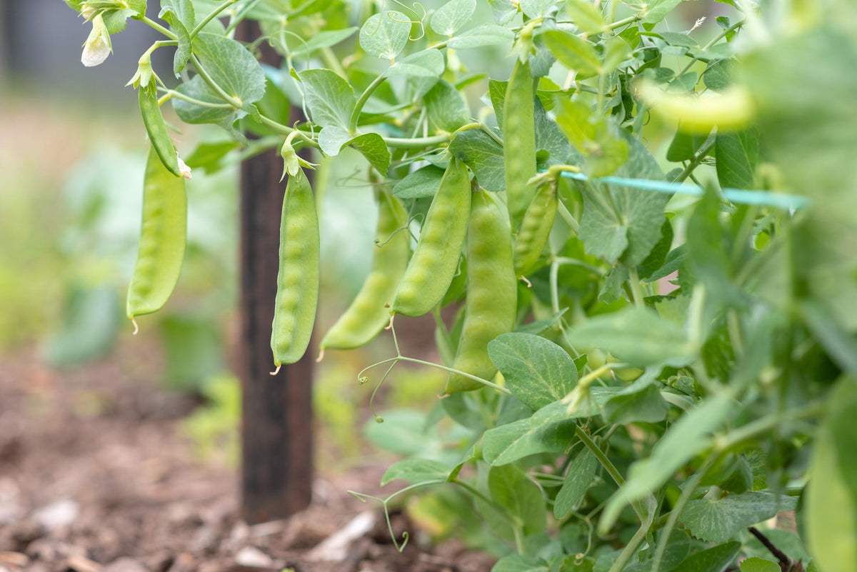 Pisum sativum (Snow Pea Sugar Pod)
