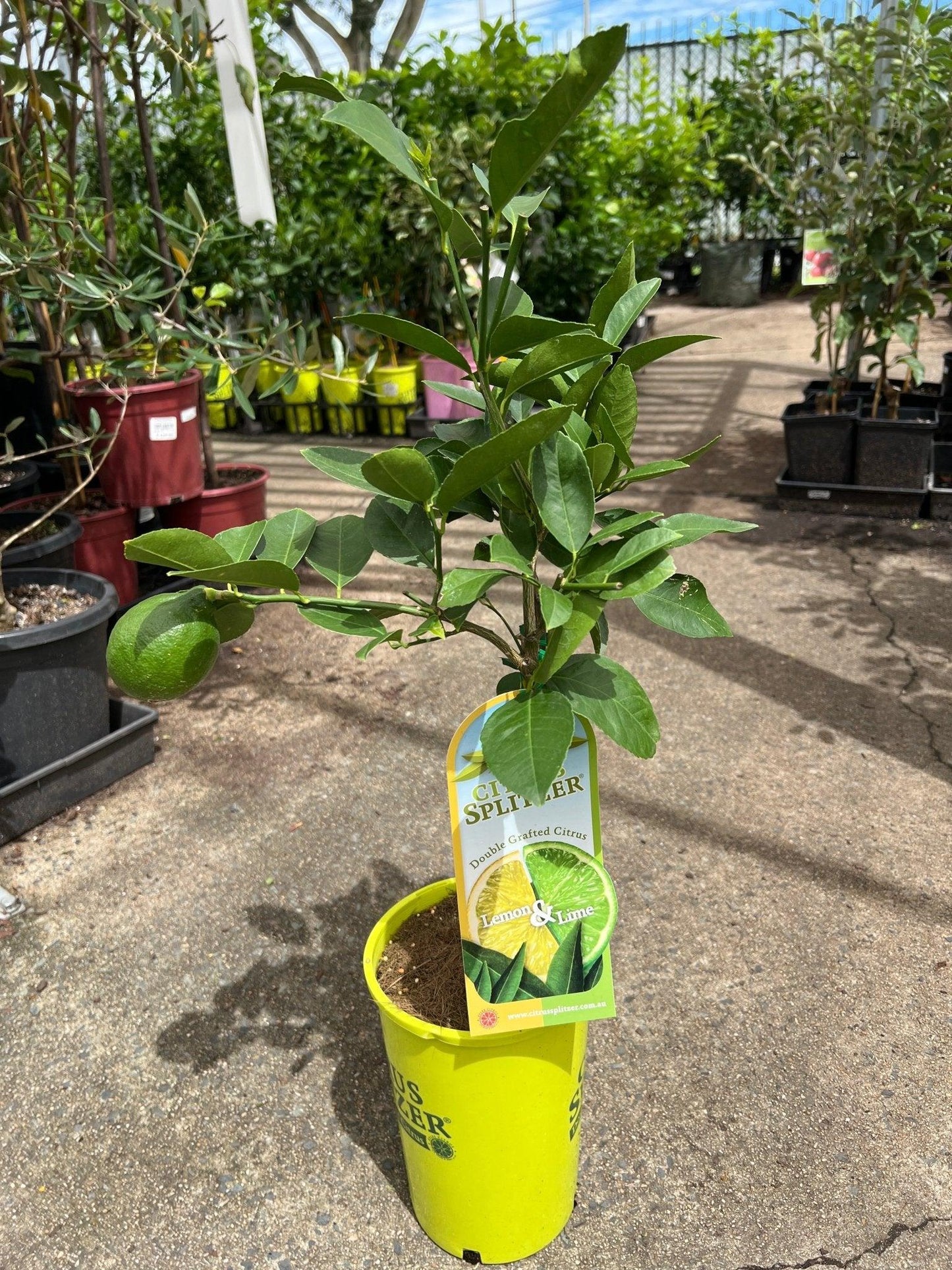 Citrus Spp. Double Graft (Lemon/Lime Double Graft)