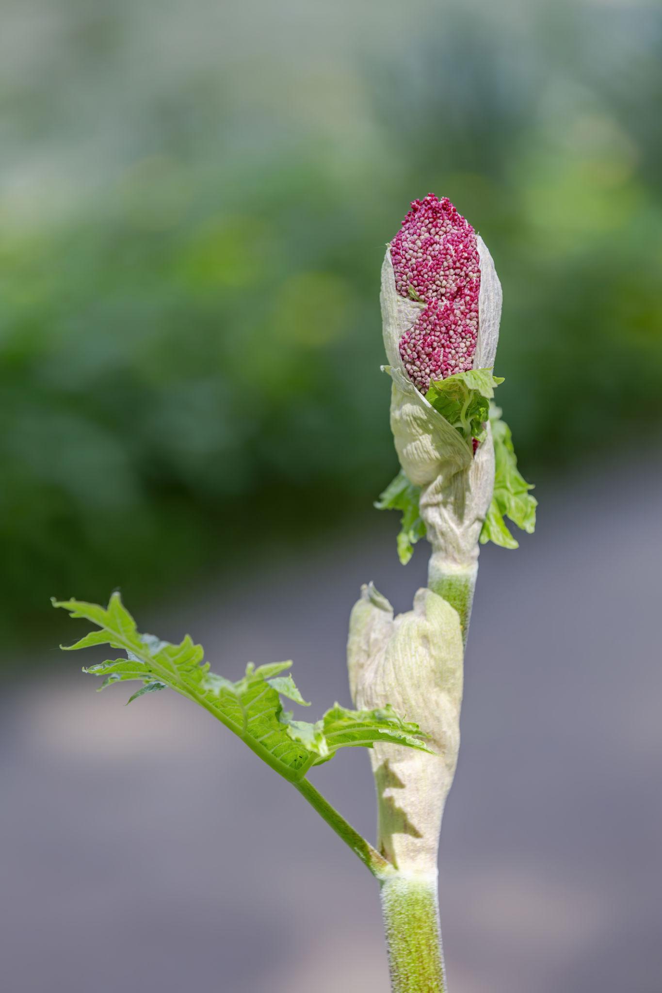 Rheum Rhabarbarum ‘Crimson Crumble’ (Crimson Crumble Rhubarb)