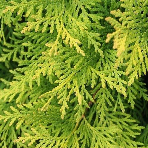 Thuja Occidentalis 'Aurea Nana' (Golden Dwarf Arborvitae)