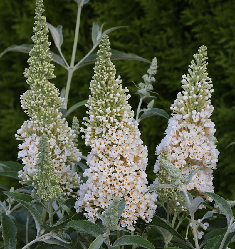 Buddleja davidii ‘Buzz® Ivory’ (Dwarf Butterfly Bush)