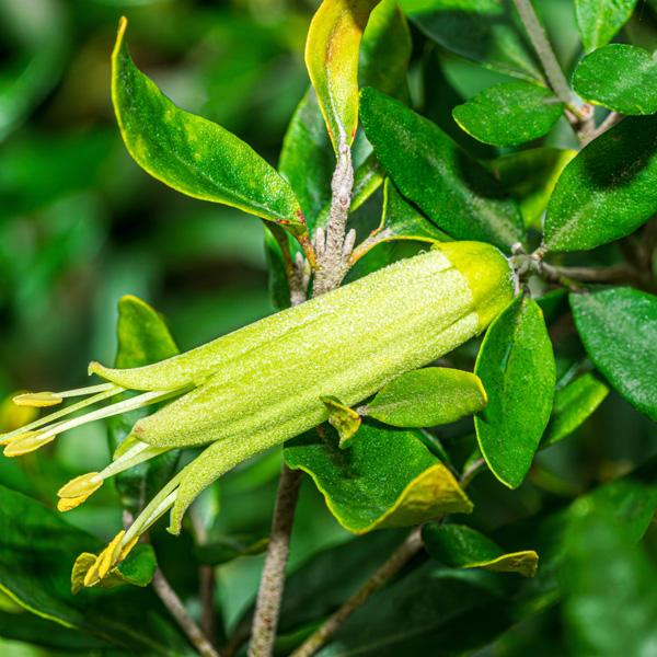 Correa Glabra ‘Prostrate’ (Prostrate Rock Correa)