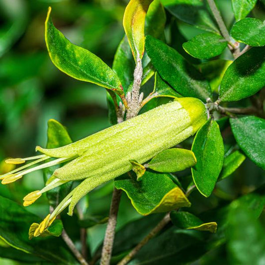 Correa Glabra ‘Prostrate’ (Prostrate Rock Correa)