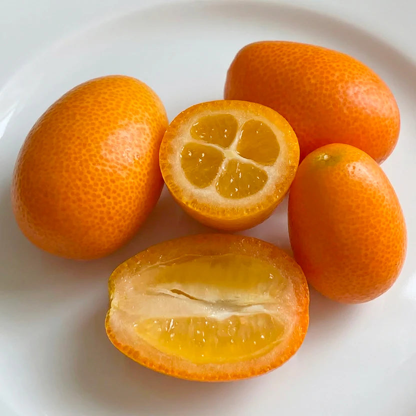Citrus japonica ‘Nagami’ (Kumquat) – Grafted