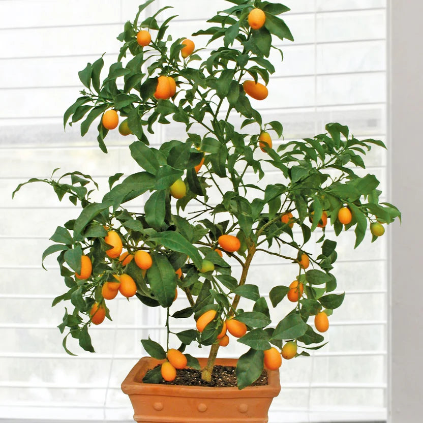 Citrus japonica ‘Nagami’ (Kumquat) – Grafted