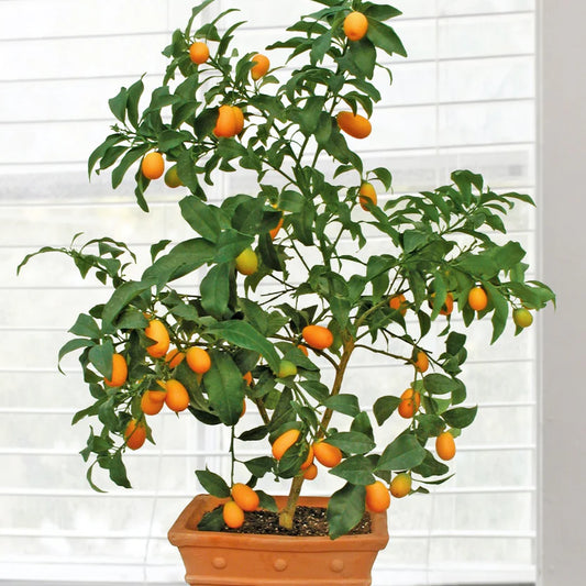 Citrus japonica ‘Nagami’ (Kumquat) – Grafted