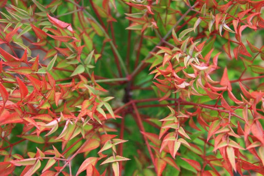 Nandina domestica Gulf Stream (Gulf Stream Heavenly Bamboo)