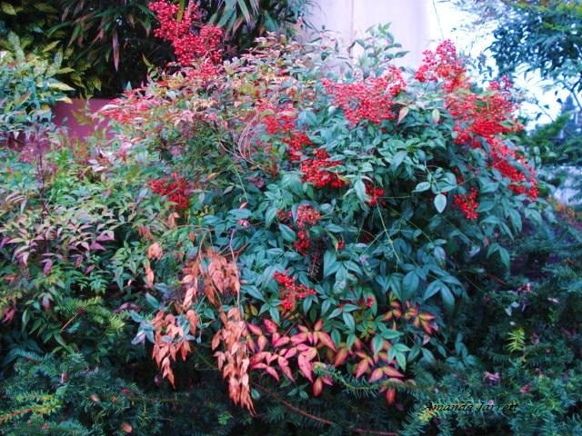 Nandina Domestica (Heavenly Bamboo)