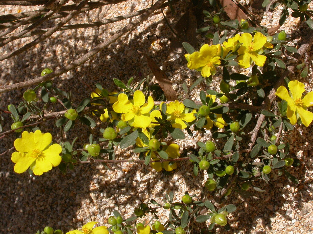 Hibbertia obtusifolia
