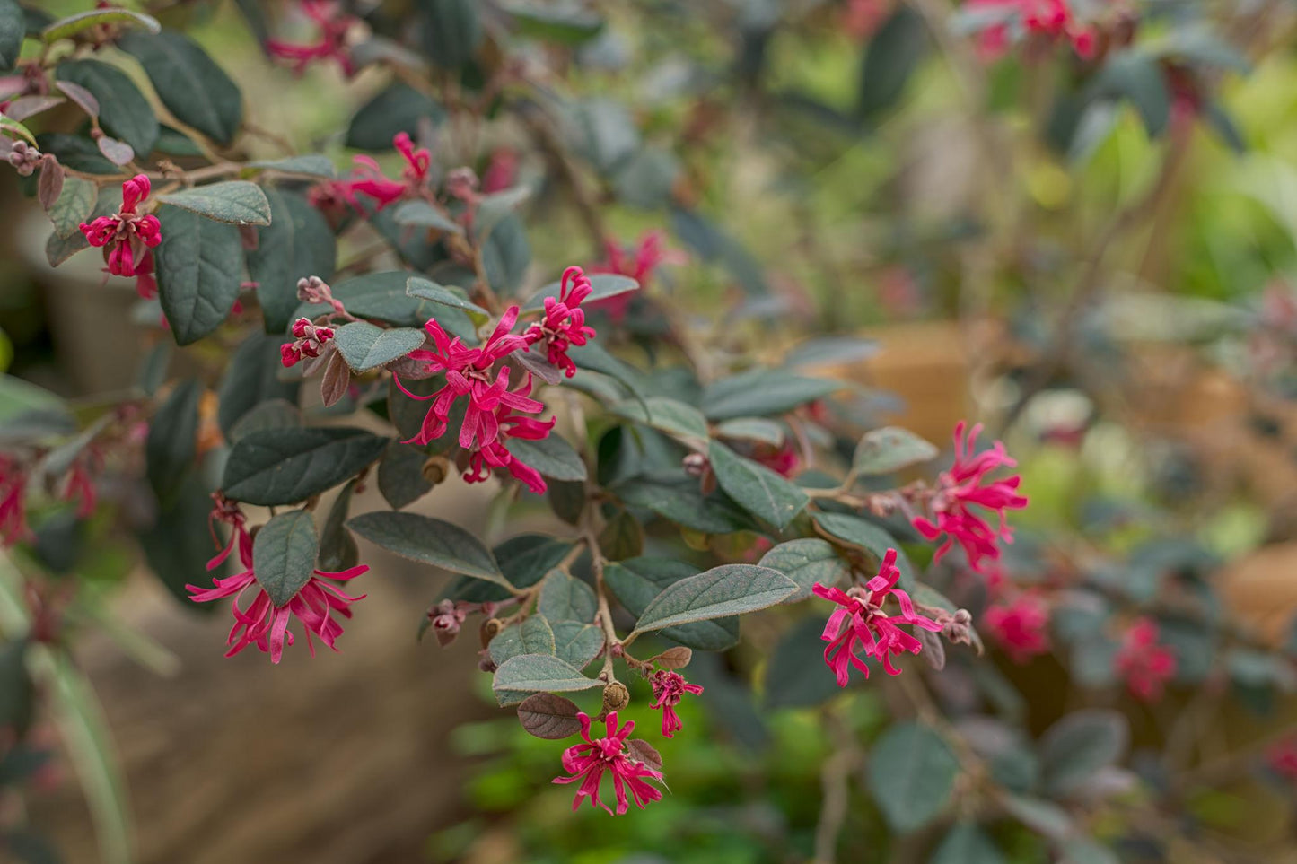 Loropetalum Chinense 'Purple Diamond' (Chinese Fringe Flower)