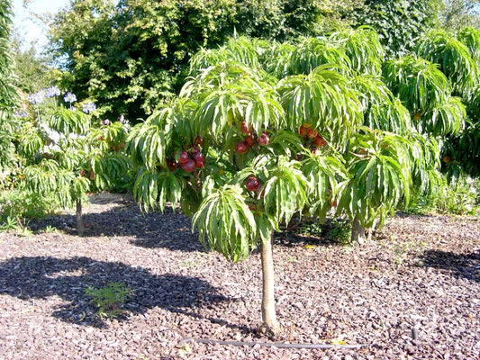 Prunus Persica var. Nucipersica 'Fantasia' (Dwarf Fantasia Nectarine)