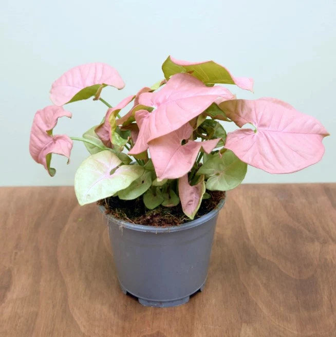 Syngonium Neon (Neon Syngonium)