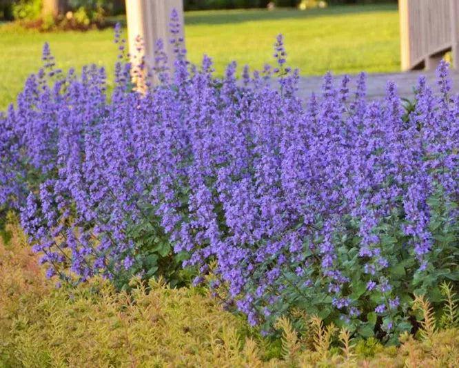 Nepeta × faassenii (Catmint)