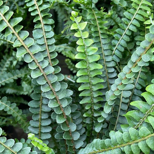 Nephrolepis cordifolia Duffii (Duffii Sword Fern)