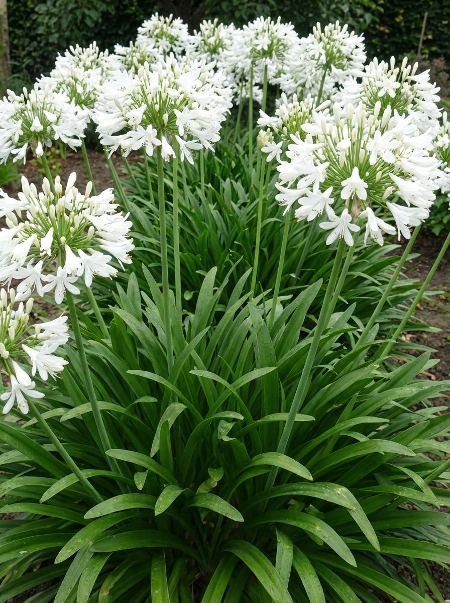 Agapanthus Orientalis (Cloudy Days)