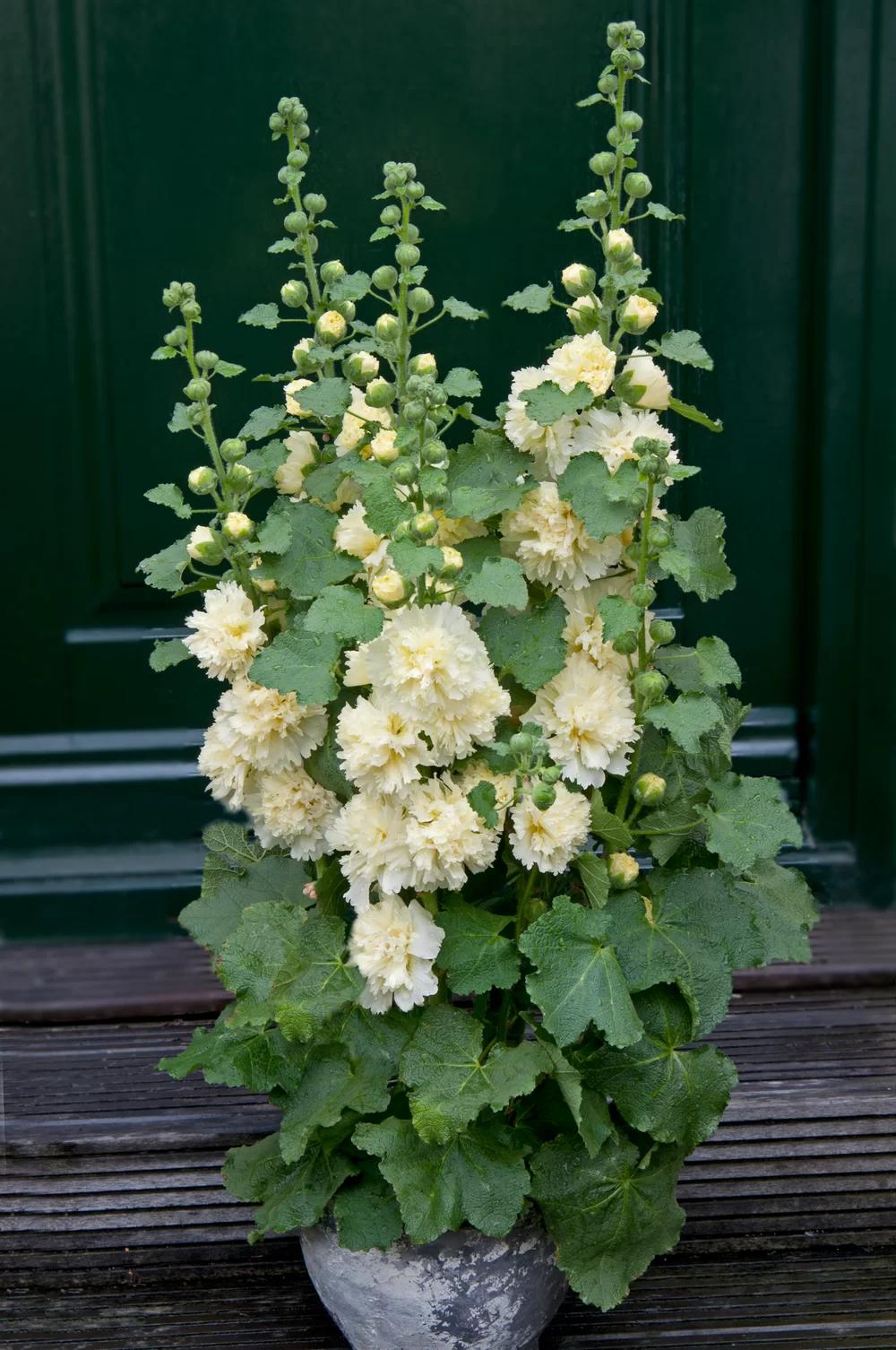 Alcea Rosea Annua 'Spring Lemon' (Hollyhock Spring Lemon)