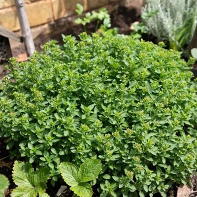 Origanum Majorana (Sweet Marjoram)
