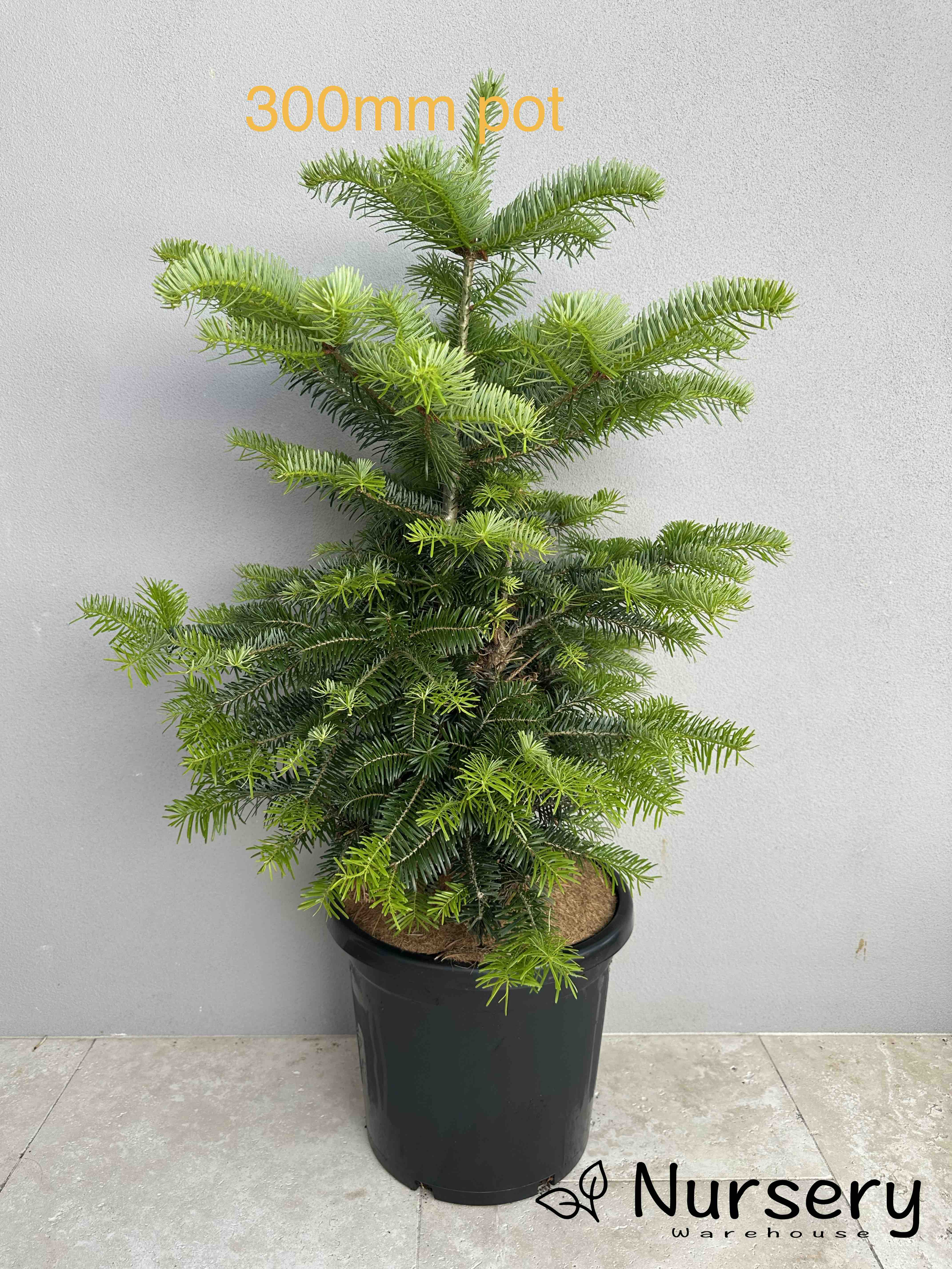 Abies Nordmanniana (Nordmann Fir)